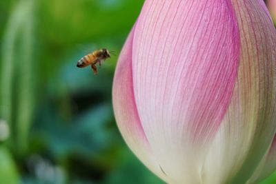 Close-up of insect on pink flower