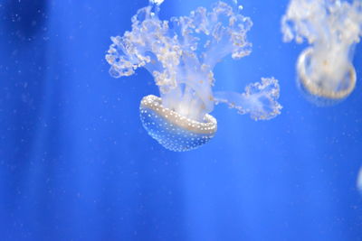 Jellyfish swimming in sea