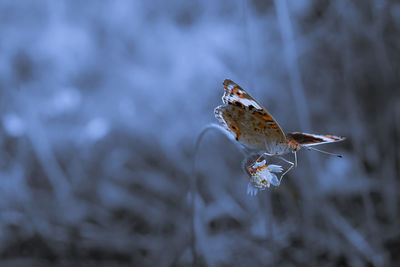 Close-up of butterfly on snow