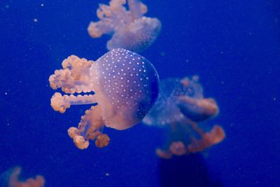 Close-up of jellyfish swimming in sea