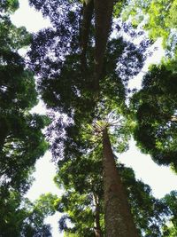 Low angle view of trees in forest