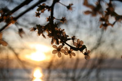 Low angle view of cherry blossom against sky at sunrise