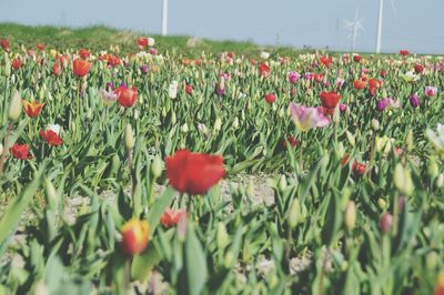 Close-up of poppy flowers in field