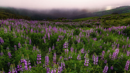 Purple flowering plants on field