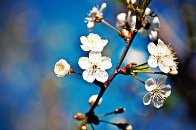 Close-up of white flowers blooming