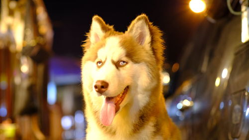 Close-up of dog looking away