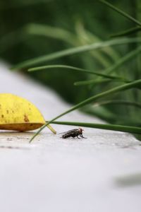 Close-up of insect on leaf