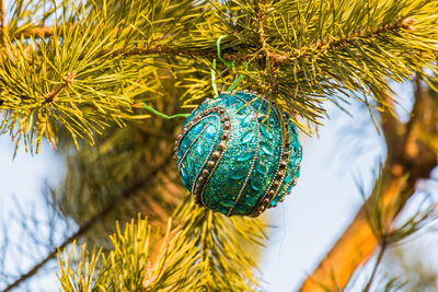 Low angle view of bauble hanging on christmas tree