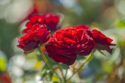 Close-up of red rose