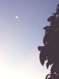 Low angle view of moon