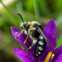 Close-up of bee pollinating on purple flower