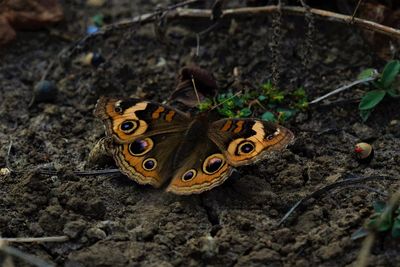 High angle view of butterfly on ground