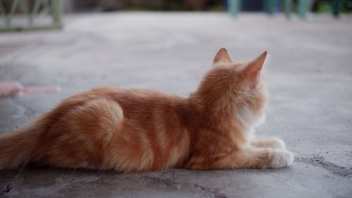 Cat looking away while sitting on footpath