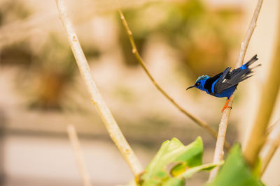 Close-up of insect