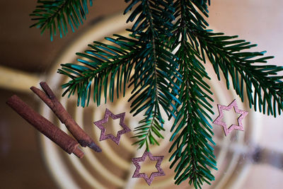 Close-up of palm leaves