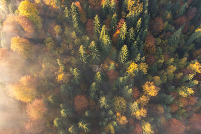 Aerial view of the foggy forest during autumn