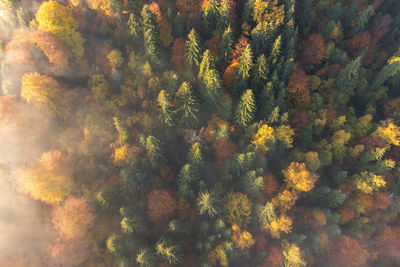 Low angle view of trees in forest