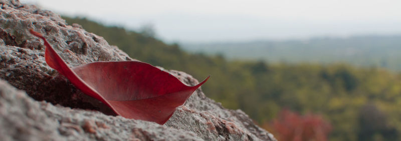 Close-up of red leaf on rock