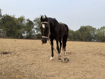 Horse standing in a field