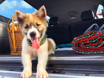 Dog sitting in car