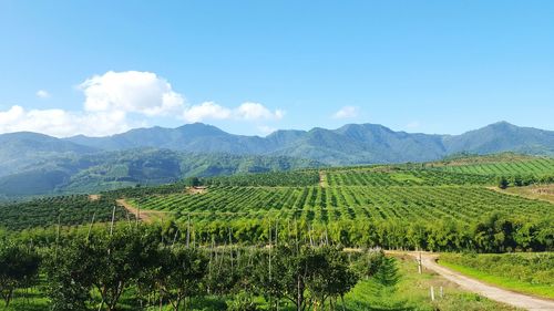 Scenic view of landscape against sky