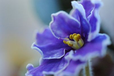 Close-up of purple flower blooming outdoors