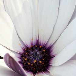 Close-up of passion flower