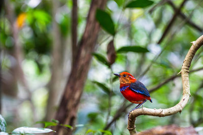 Close-up of a bird perching on branch