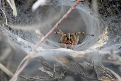 Close-up of spider on web