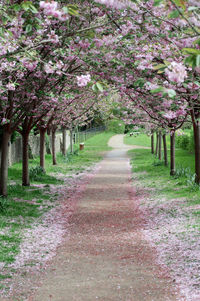 View of flowering trees in park