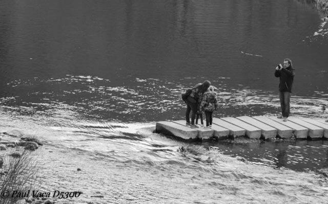 VIEW OF DOG IN WATER