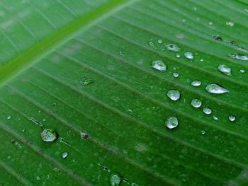 Full frame shot of raindrops on leaf