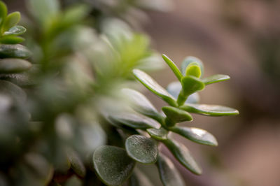 Close-up of plant