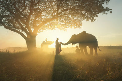 Elephant and monk ,surin thailand