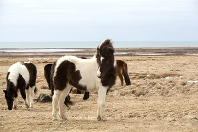 Portrait of a black and white icelandic horse on a meadow in spring