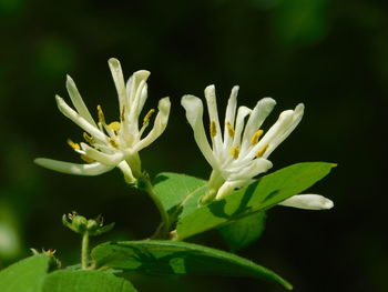 Close-up of flowering plant