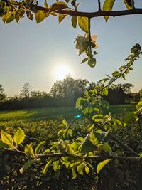 Scenic view of flowering plants on field against sky