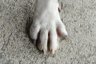 High angle view of a cat