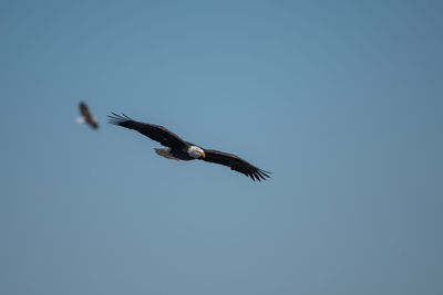 Low angle view of eagle flying against clear blue sky