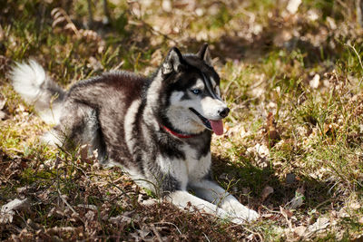 Portrait of dog on field