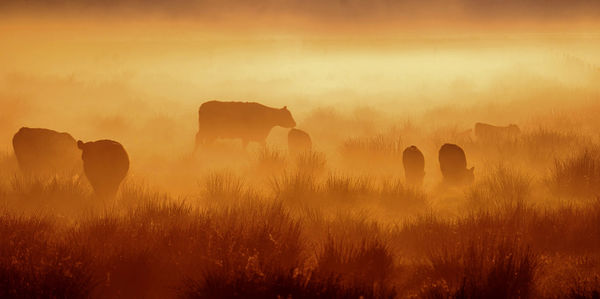 View of an animal on field during sunset