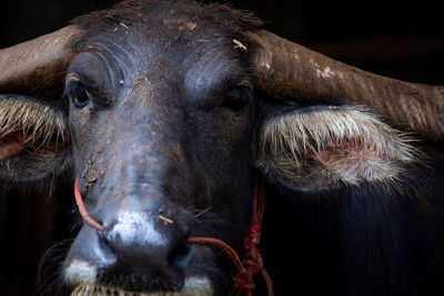 Swamp buffalo in thailand use for work in agriculture and meat industry. domestic water buffalo.