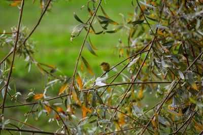 Bird perching on a branch