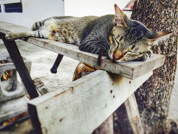 Close-up of cat sleeping on wooden plank