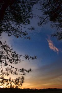 Low angle view of silhouette trees against sky at sunset