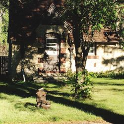 Trees in lawn