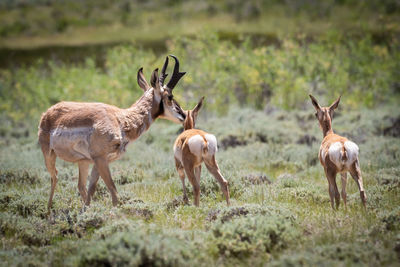 Deer standing in a field