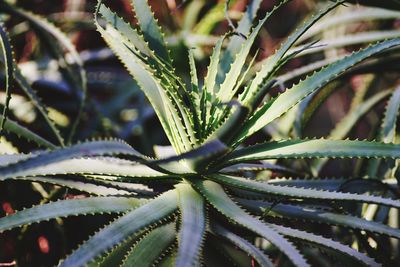 Close-up of plant