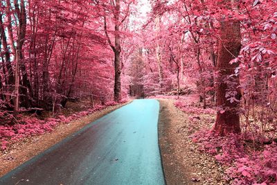 Empty road amidst pink flowering trees during autumn