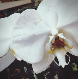 Close-up of white flower blooming outdoors